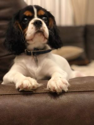 Dog Photo