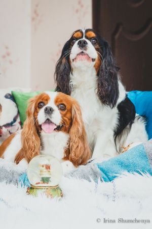 Dog Photo