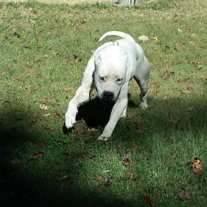 Dog Photo