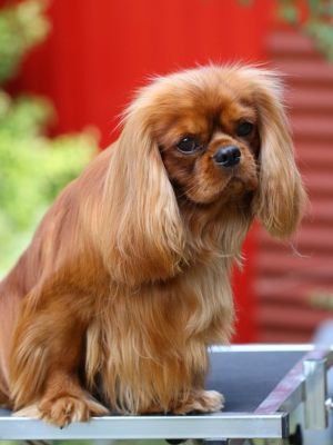 Dog Photo