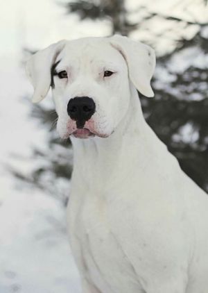 Dog Photo