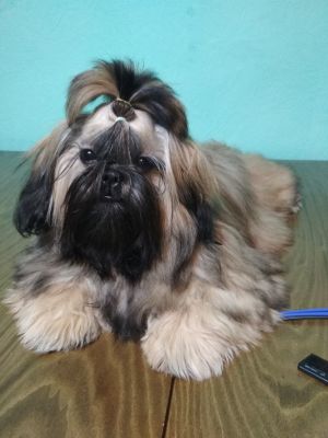 Dog Photo