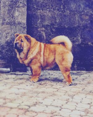 Dog Photo