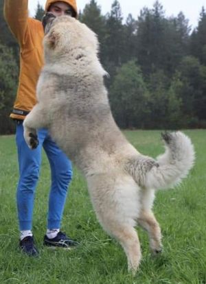 Dog Photo