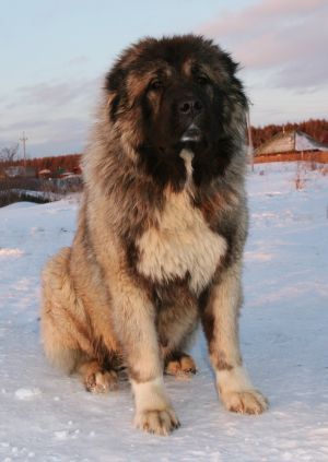 Dog Photo