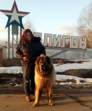Dog Photo