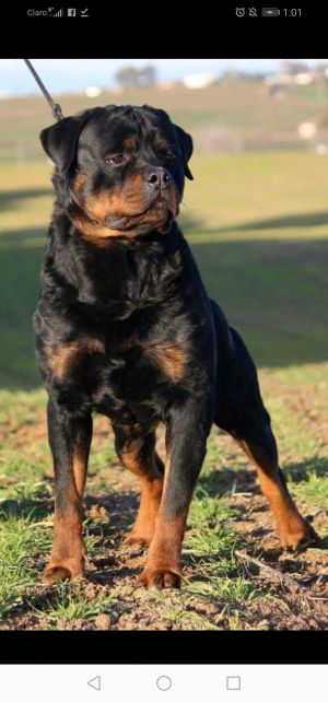 Dog Photo