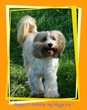 Dog Photo