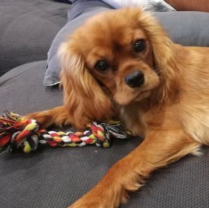 Dog Photo