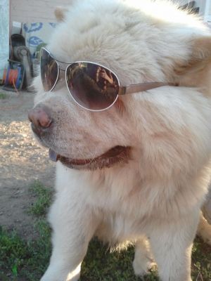 Dog Photo