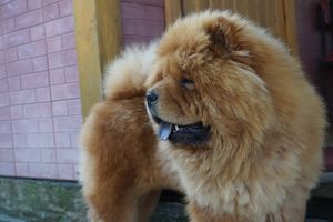 Dog Photo