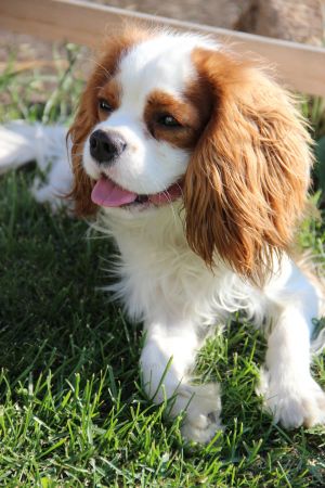 Dog Photo