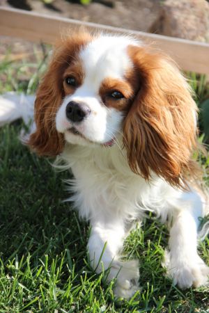 Dog Photo