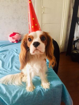 Dog Photo