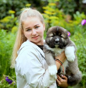 Dog Photo