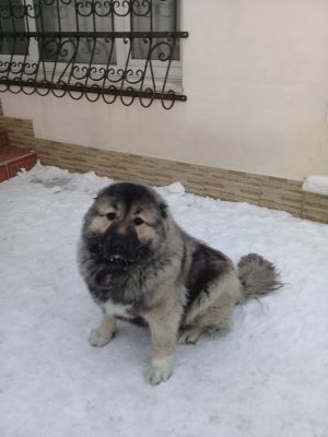 Dog Photo