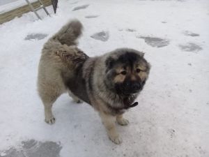 Dog Photo