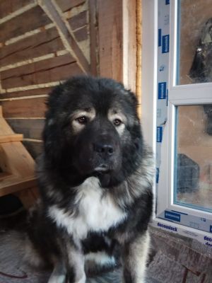 Dog Photo