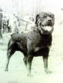 Dog Photo