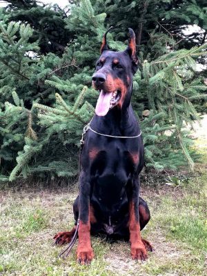 Dog Photo