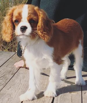 Dog Photo