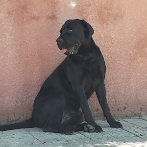 Dog Photo
