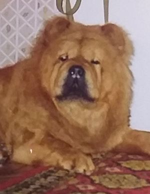 Dog Photo