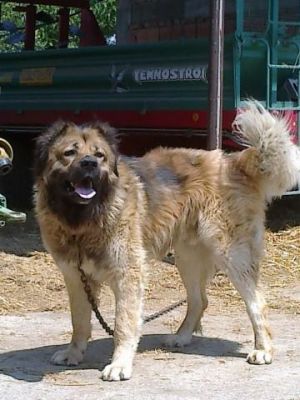 Dog Photo