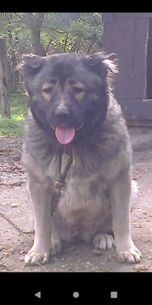 Dog Photo