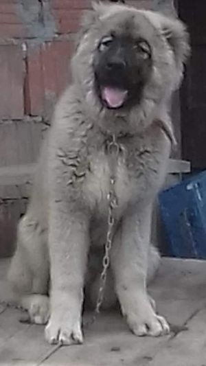 Dog Photo