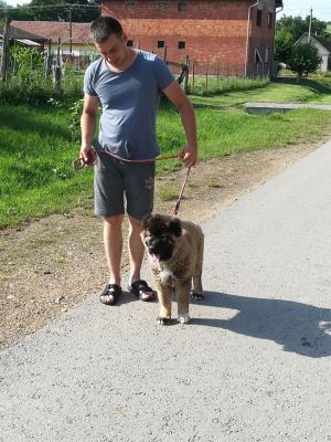 Dog Photo