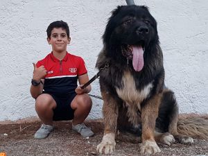 Dog Photo