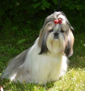 Dog Photo