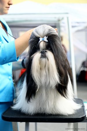 Dog Photo
