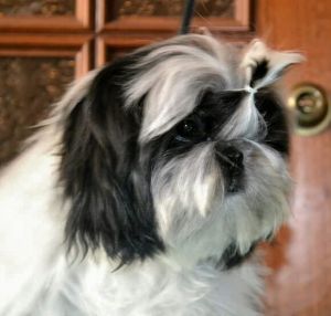 Dog Photo