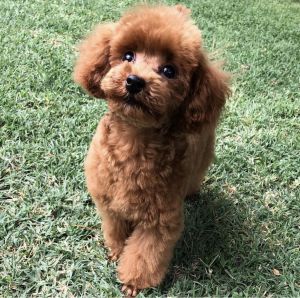 Dog Photo