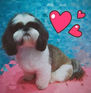 Dog Photo