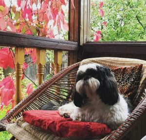 Dog Photo