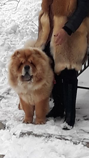 Dog Photo