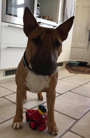 Dog Photo