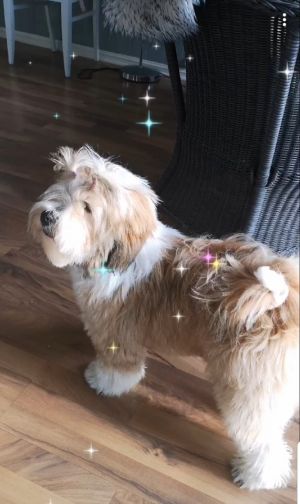 Dog Photo