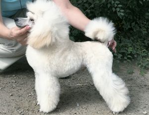 Dog Photo