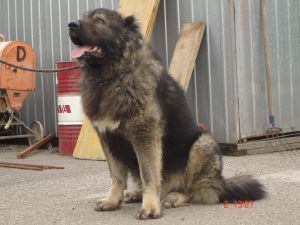 Dog Photo