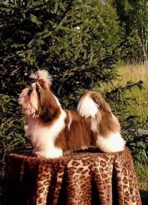 Dog Photo