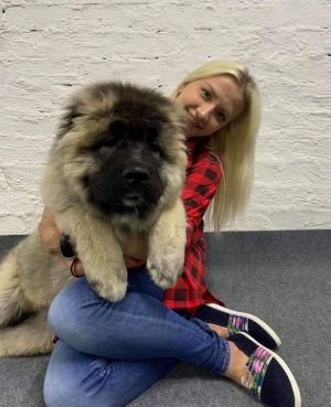 Dog Photo