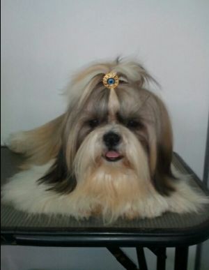 Dog Photo