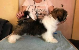 Dog Photo