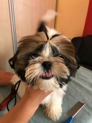 Dog Photo