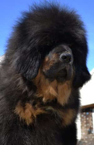 Dog Photo