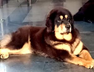 Dog Photo